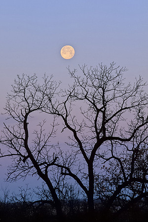 Moonset, South Loop Road, Shawnee Mission Park, Shawnee, Kansas