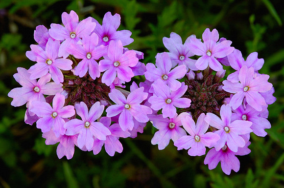 Verbena canadensis (Rose Verbena), Kill Creek Park