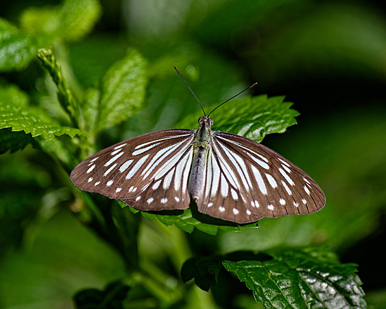 Pareronia hippia (Common Wanderer) Butterfly Conservatory, Ontario, Canada