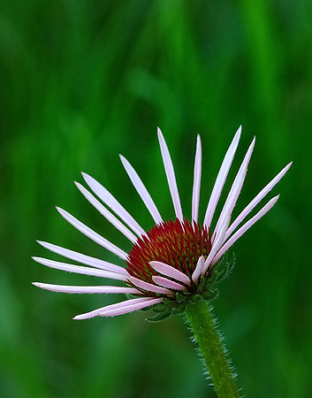 Echinacea pallida-(Pale Purple Coneflower), Ernie Miller Park
