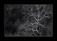 Sycamore and Son, Shawnee Mission Park, Shawnee, Kansas