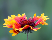 Gaillardia pulchella (Indian Blanket Flower) #2, Ernie Miller Park