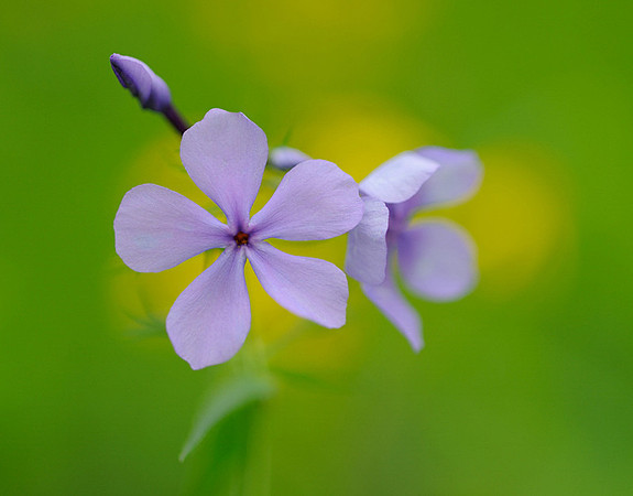Phlox divaricata (Blue phlox), Kill Creek Park