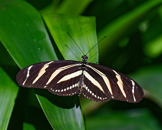 Heliconius charitonius (Zebra Longwing), Butterfly Conservatory, Ontario, Canada