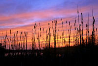 Typha (Catails), Shawnee Mission Park, Shawnee, Kansas