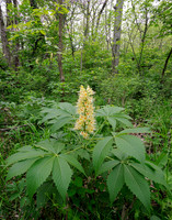 Aesculus glabra  Willd.  var. arguta (Western Buckeye), Ernie Miller Park