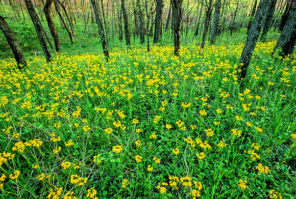 Packera plattensis (Prairie ragwort), Kill Creek Park