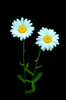 Leucanthemum vulgare (Ox-eye daisy), Ernie Miller Park