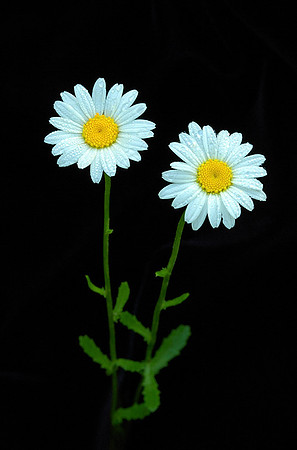 Leucanthemum vulgare (Ox-eye daisy), Ernie Miller Park