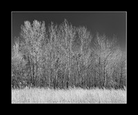 Fall Trees, Shawnee Mission Park, Shawnee, Kansas