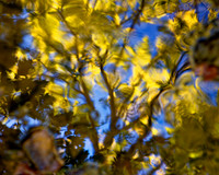 Stream Reflections, Shawnee Mission Park, Kansas