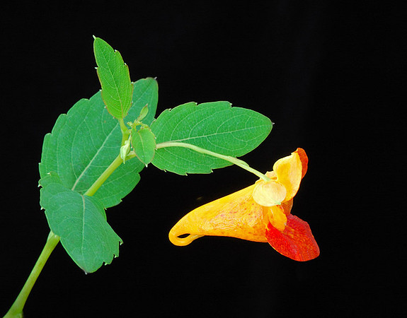 Impatiens capensis (Jewelweed), Kill Creek Park