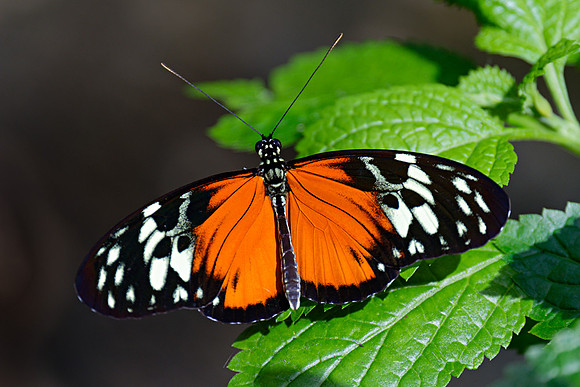 Heliconius hecale (Tiger Longwing), Butterfly Conservatory, Ontario, Canada