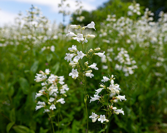 Penstemon digitalis (Foxglove Beardtongue), Prairie restoration, Shawnee Mission Park, Kansas