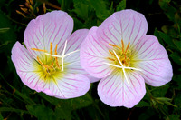 Oenothera speciosa (Showy evening primrose), Ernie Miller Park