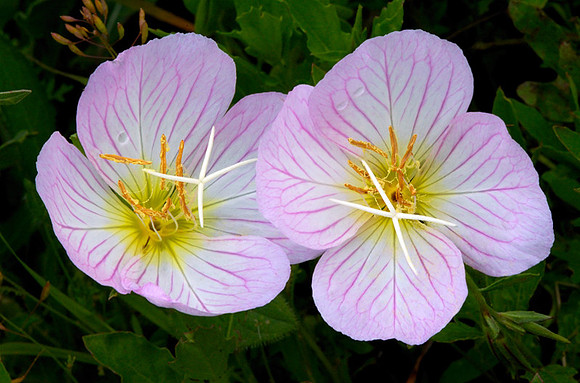 Oenothera speciosa (Showy evening primrose), Ernie Miller Park