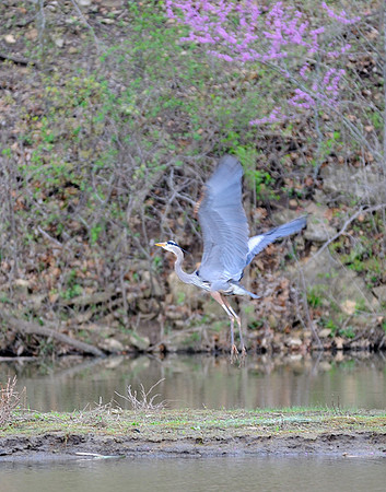 Great Blue Heron (Ardea herodias), Shawnee Mission Park, Shawnee, Kansas