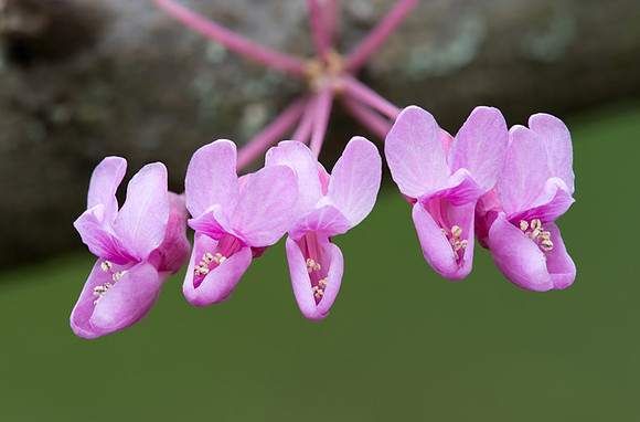 Cercis canadensis (Redbud) #2, Ernie Miller Park