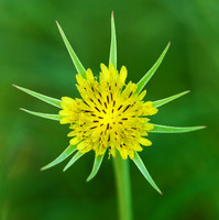 Tragopogon dubius (Goat's Beard), Ernie Miller Park