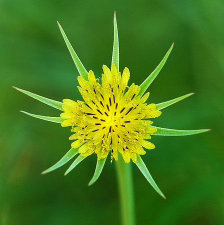 Tragopogon dubius (Goat's Beard), Ernie Miller Park