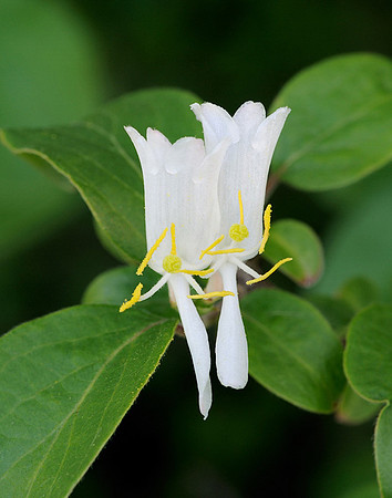 Lonicera japonica (Japanese Honeysuckle), Ernie Miller Park
